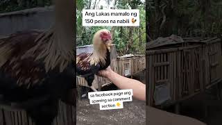 Lakas nito 🐓🐓🐓