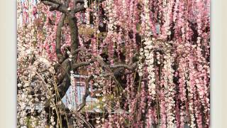 結城神社の梅