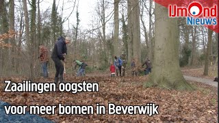 Zaailingen oogsten voor meer bomen in Beverwijk