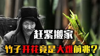 竹子开花竟是不祥之兆？老人的一句顺口溜，道出背后可怕真相!【猫is博士】