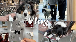 【VLOG】福島でわんこと泊まるなら絶対にここ❕エンゼルフォレスト白河高原で雪遊び🩵