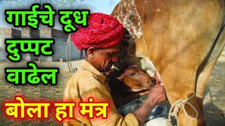 गाई म्हशीचे दूध वाढवण्याचा मंत्र | Mantra to increase the milk of cow/buffalo (in Marathi)