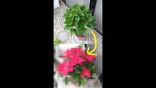 I placed my poinsettia in a room that is exclusively it up by natural light then...