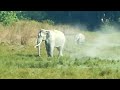 white elephant in kaziranga national park