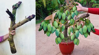 Unique​ Skill Growing Mango​ Tree Using Onions With Quick and Easy Techniques |