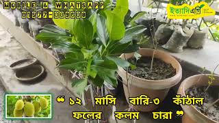 ১২ মাসি বারি - ৩ কাঁঠালের কলম চারা | All Year Variety BARI-3 Jackfruit Plant.