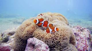 沖繩 - 北谷宮城海岸水肺潛水 Okinawa Scuba Diving