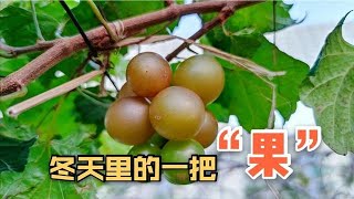 葡萄冬天結果難？這種圓葉葡萄卻能100%掛果，真有那麼神奇嗎