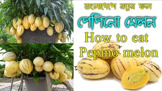 বাংলাদেশে নতুন ফল পেপিনো মেলন / How to eat Pepino melon