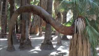 TO LIVE IN THE PALM TREES - A really cool palm tree inside Indian Canyons - Palm Springs, California