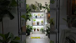 Barrina Plant Shelf. Follow this link https://www.amazon.com/dp/B09Z1X26S8?th=1  #Barrina @Barrina