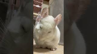 [チンチラ]おしゃぶりチンチラ　　　#chinchilla #pets #pet #친칠라 #チンチラ #小動物 #可愛い #cute