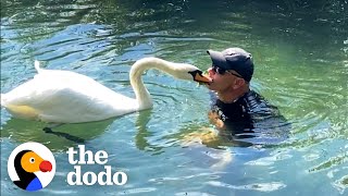 Guy Rescues An Egg And Becomes A Swan Dad For Life | The Dodo