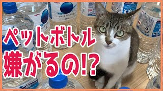 【猫】ネコはペットボトルが嫌い！？検証します