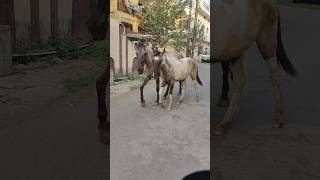 Lakdi ki Kathi Kathi pe ghoda #lakdikikathi #kathipeghoda #ghoda #horseriding #viralshort #cute