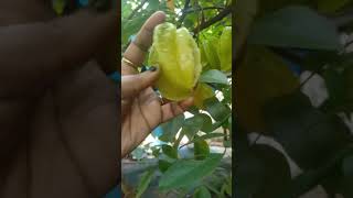 Star Fruit/நட்சத்திர பழம் #starfruit #நட்சத்திரபழம் #Youtubeshorts #shorts