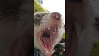 フェレットのあくび　ferret!!!  Ferret yawning #Shorts