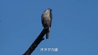 2021 6 17雨上がりに現れたオオタカ親鳥