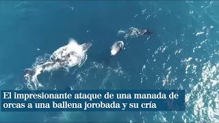 El impresionante ataque de una manada de orcas a una ballena jorobada y su cría