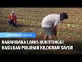 Narapidana Lapas Bukittinggi Mampu Hasilkan Puluhan Kilogram Sayur | Liputan 6 Padang