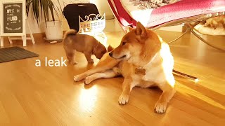 My life is potato. Ep 03 / Shiba Inu puppies