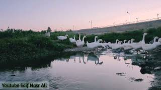 چۆن قازەکان دەزانن ئێوارەیە و ڕێگای ماڵەوە دەگرن و دەڕۆنەوە بۆ ماڵەوە؟