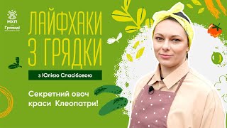 Як виростити НЕ гіркі ОГІРКИ | “Лайфхаки з грядки” від блогерки-городниці