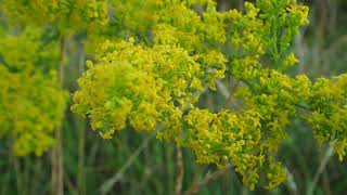 Galium verum OK.mp4