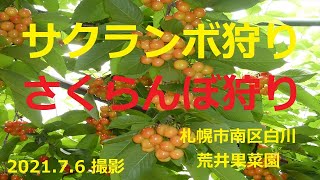 【サクランボ】サクランボ狩り  (札幌市南区)　2021.7.6