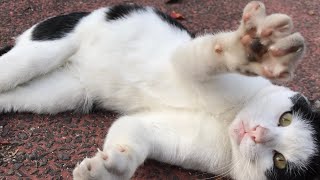 公園のハチワレ猫ちゃんがお腹見せて戯れてくるのがカワイイ。日本公園地域猫動画