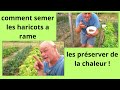 Comment semer vos haricots qu'ils résistent à la chaleur ?