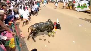 Colorful Pongal Celebration in Singampunari, Sivagangai: Spectacular Bull Race and Festivities!