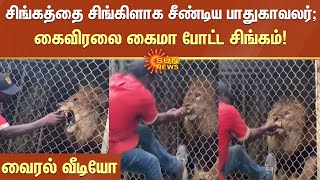 Lion Viral Video | சிங்கத்தை சிங்கிளாக சீண்டிய பாதுகாவலர்; கைவிரலை கைமா போட்ட சிங்கம் | Sunnews