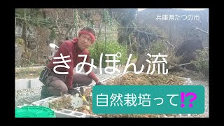 【きみぽん流菜園生活/50代vlog＃89】自然栽培/家庭菜園/自然堆肥/無肥料/無農薬 #自然農