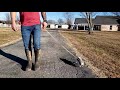 crispy the mini pig going on her walk