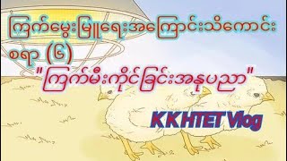 ကြက်မွေးမြူရေးအကြောင်းသိကောင်းစရာ(၆)ကြက်မီးကိုင်ခြင်းအနုပညာ