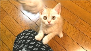 子猫（生後２ヶ月のアメショー）がネズミのおもちゃに大興奮して遊ぶ様子がかわいい！　Play with mouse toy kitten