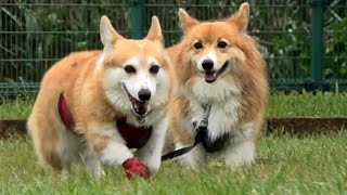 Angela runs slow motion 駆け寄るアンジェラさんをスローで撮ってみた 20200926 Roku ロクさん コーギー corgi dog