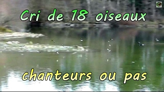 CHANTS d'OISEAUX de FRANCE : cris d'oiseaux