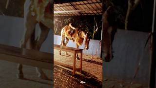 |എനിക്ക് വിശക്കുന്നു 🐴🎠| #shorts #pets #horse #rider #comedy #malayalam #entertainment #cute #funn