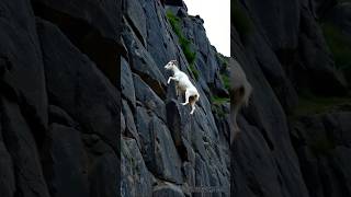 Goat in the mountain part172 #shorts #animals #viralvideo #cute #love #goat