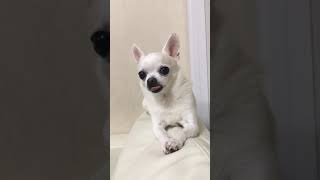 大あくびするチワワ犬