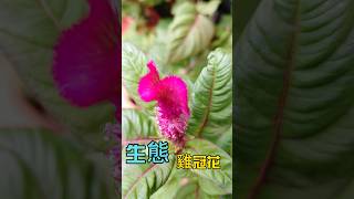 生態 | 雞冠花!! | #shorts #雞冠花 #cockscomb【禾平世界】