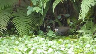 白腹秧雞 White-breasted Water Hen ( 天母小公園 )