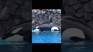 リンちゃん上陸自主トレ🌺★シャチ★killer whale #shorts