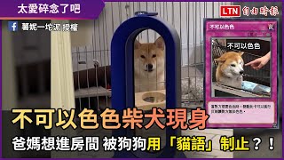 不可以色色柴犬現身 爸媽想進房間 被狗狗用「貓語」制止？！