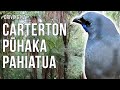 Driving New Zealand: Carterton, Pūhaka, Pahiatua 4K