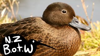 Brown teal - New Zealand Bird of the Week