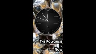 The Polycrisis Intensifies