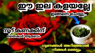 ഈ ഇല കളയല്ലേ! ഗുണങ്ങൾ അറിഞ്ഞാൽ  ഞെട്ടും||Fast Flowering Fertilizer \u0026 Fungicides for all Plants.